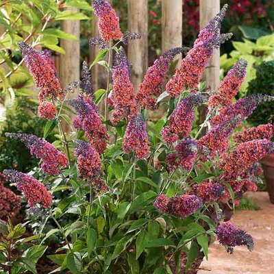 Buddleia X Weyeriana Flower Power Ny riorgona Buddleia X Weyeriana Flower Power Ny riorgona